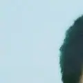 Jivesh Koul